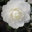 Ann Walton
